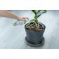 ABONO FOLIAR ORQUIDEAS 250 ml