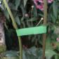 brida-ajustable-75m